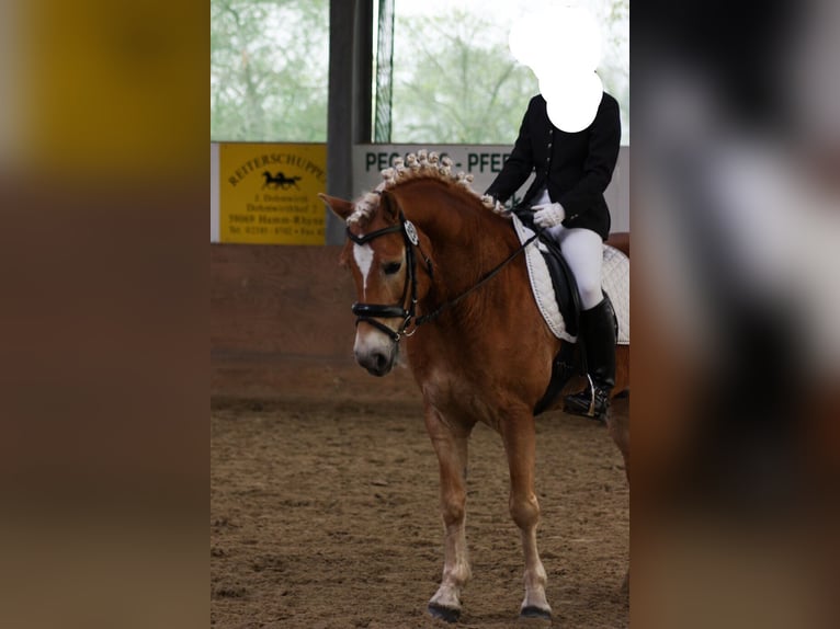 Haflinger Hongre 22 Ans 146 cm Alezan in Geseke