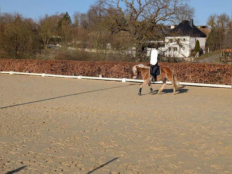 Haflinger Hongre 22 Ans 146 cm Alezan in Geseke