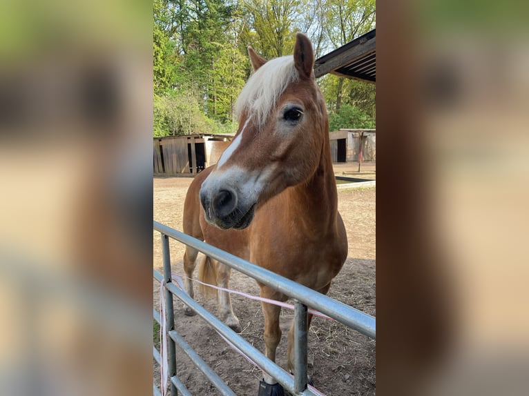 Haflinger Hongre 22 Ans 151 cm Palomino in Schwanewede