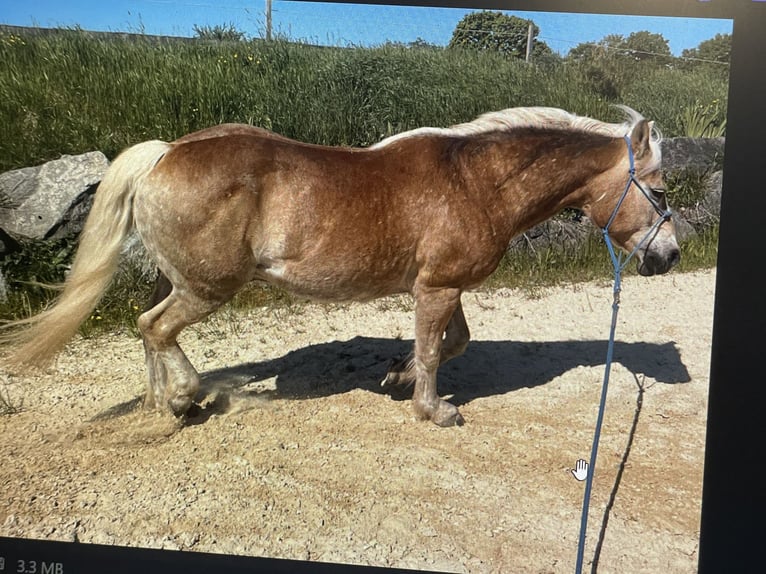 Haflinger Hongre 24 Ans 145 cm Alezan in Vöhringen