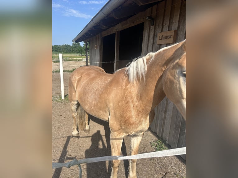 Haflinger Hongre 25 Ans 148 cm Bai clair in Aufhausen