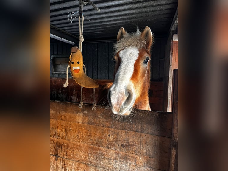 Haflinger Croisé Hongre 26 Ans 140 cm Alezan in Tellingstedt
