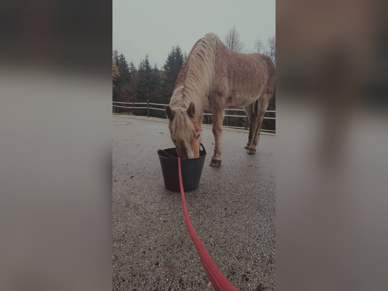 Haflinger Hongre 29 Ans Alezan in Völkermarkt