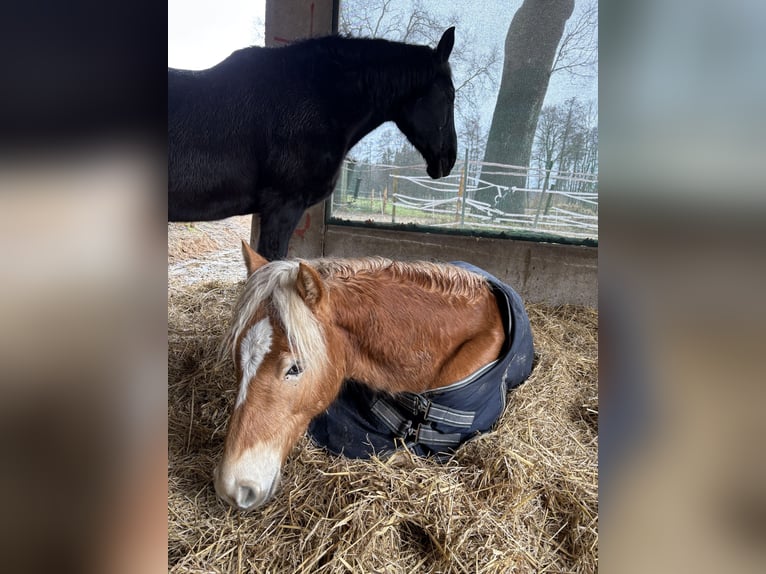 Haflinger Hongre 2 Ans 132 cm Alezan in Schneverdingen