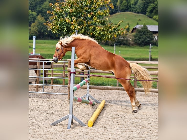 Haflinger Hongre 2 Ans 143 cm Alezan in Gummern