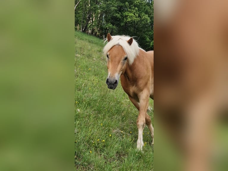 Haflinger Hongre 2 Ans 143 cm Alezan in Gummern