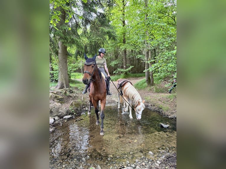 Haflinger Hongre 2 Ans 145 cm Alezan in Winklarn