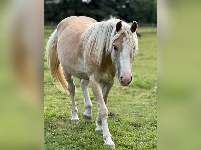Haflinger Hongre 2 Ans 145 cm Alezan in Winklarn