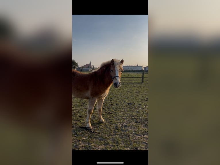 Haflinger Hongre 2 Ans 145 cm Alezan in Wałdowo