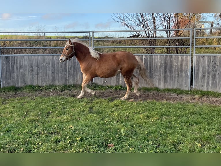 Haflinger Croisé Hongre 2 Ans 145 cm Bai clair in Hardegsen