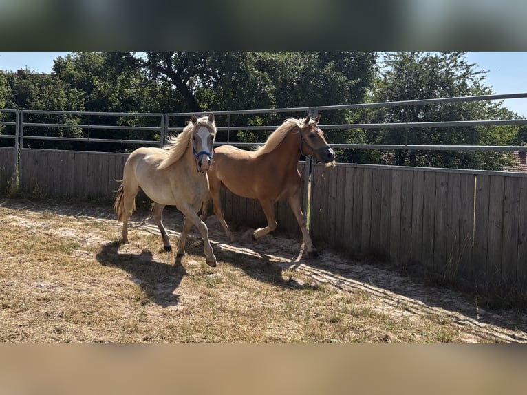 Haflinger Croisé Hongre 2 Ans 145 cm Bai clair in Hardegsen