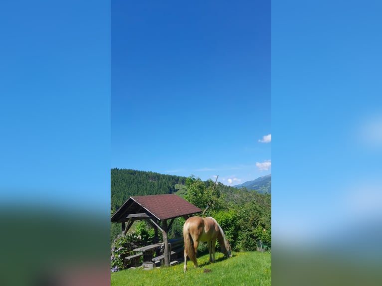 Haflinger Hongre 2 Ans 146 cm in Leitendorf Haflinger Hongre 2 Ans 146 cm in Leitendorf