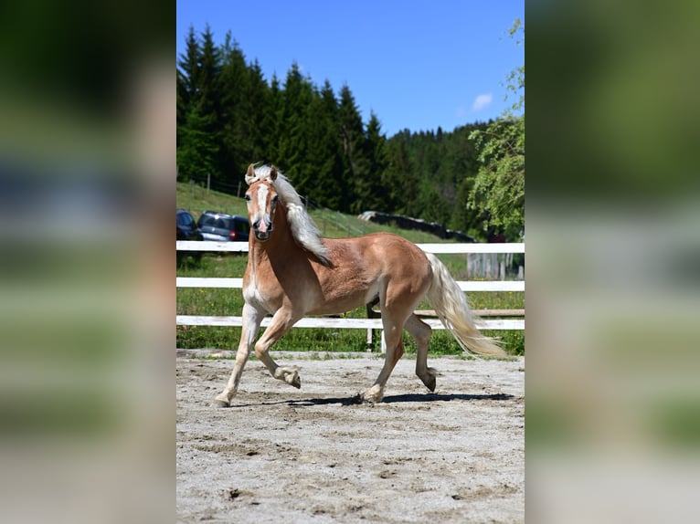 Haflinger Hongre 2 Ans 147 cm Alezan in Voitsberg