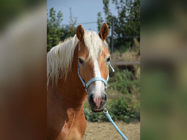 Haflinger Hongre 2 Ans 148 cm Alezan in Wördern