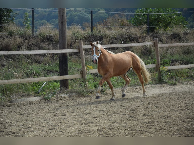 Haflinger Hongre 2 Ans 148 cm Alezan in Wördern