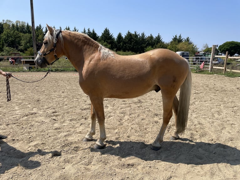 Haflinger Hongre 2 Ans 148 cm Alezan in Wördern