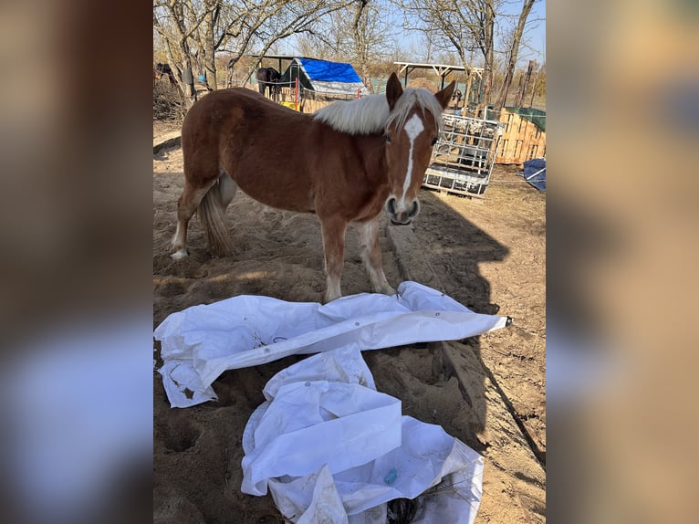 Haflinger Hongre 2 Ans 148 cm Isabelle in Kütten