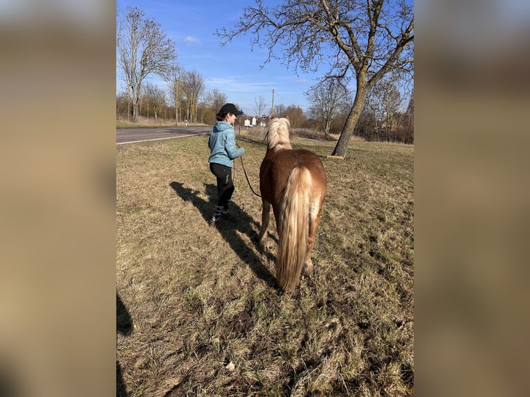 Haflinger Hongre 2 Ans 148 cm Isabelle in Kütten
