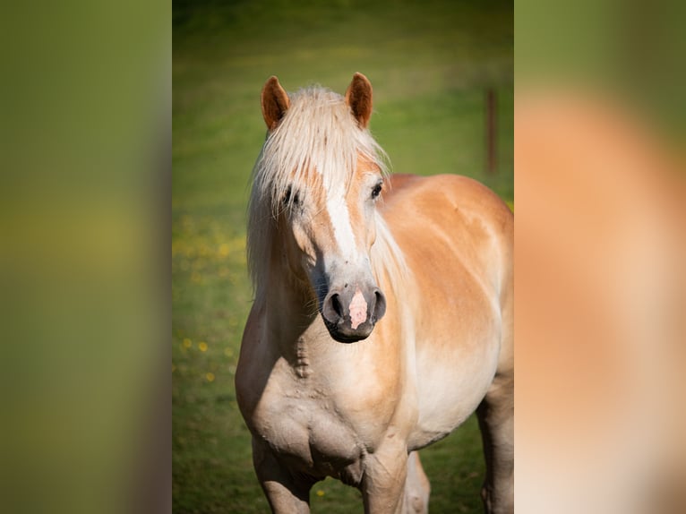 Haflinger Hongre 2 Ans 149 cm Alezan in Wuppertal