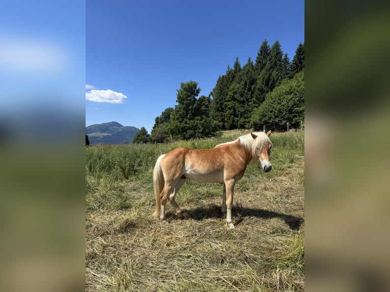 Haflinger Hongre 2 Ans 150 cm in Nogaredo
