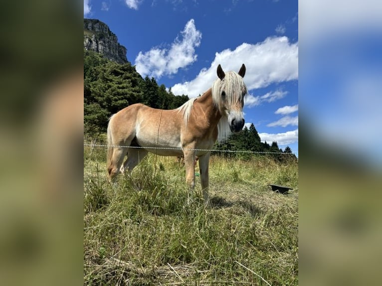 Haflinger Hongre 2 Ans 150 cm in Nogaredo