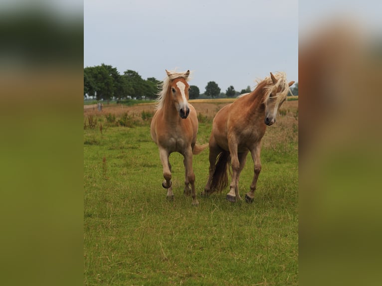 Haflinger Hongre 2 Ans 150 cm Isabelle in Raa-Besenbek