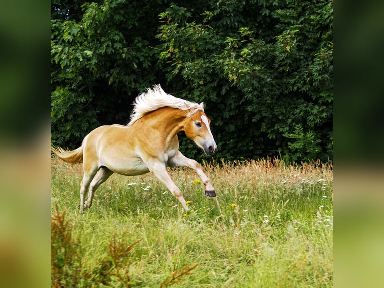 Haflinger Hongre 2 Ans 150 cm Isabelle in Raa-Besenbek