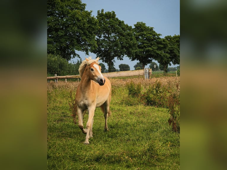 Haflinger Hongre 2 Ans 150 cm Isabelle in Raa-Besenbek