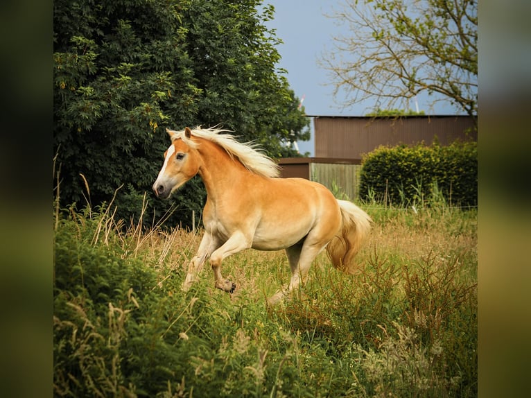 Haflinger Hongre 2 Ans 150 cm Isabelle in Raa-Besenbek