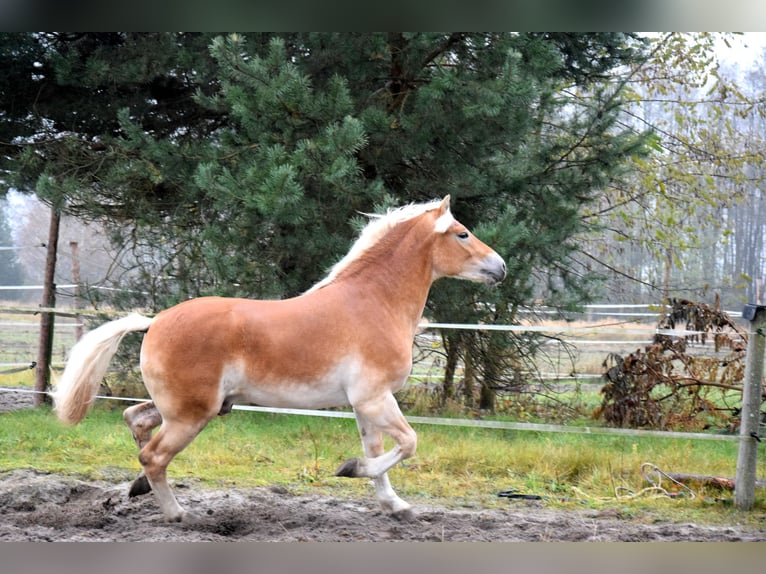 Haflinger Hongre 2 Ans 150 cm Palomino in Brzozówka