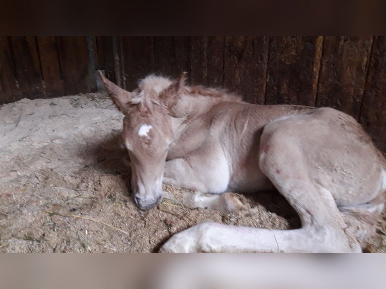 Haflinger Hongre 2 Ans 152 cm Alezan in Nauders