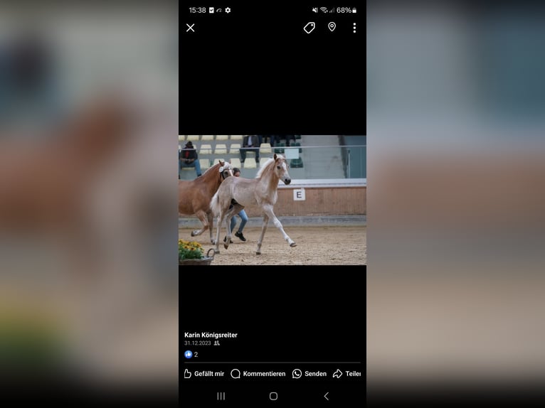 Haflinger Hongre 2 Ans 153 cm Alezan in Aigen im Mühlkreis