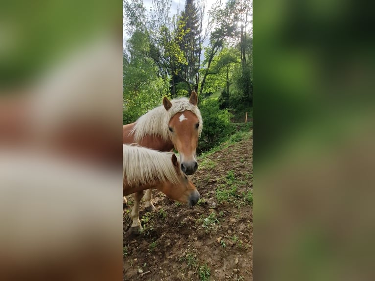Haflinger Hongre 2 Ans 153 cm Alezan in Gummern