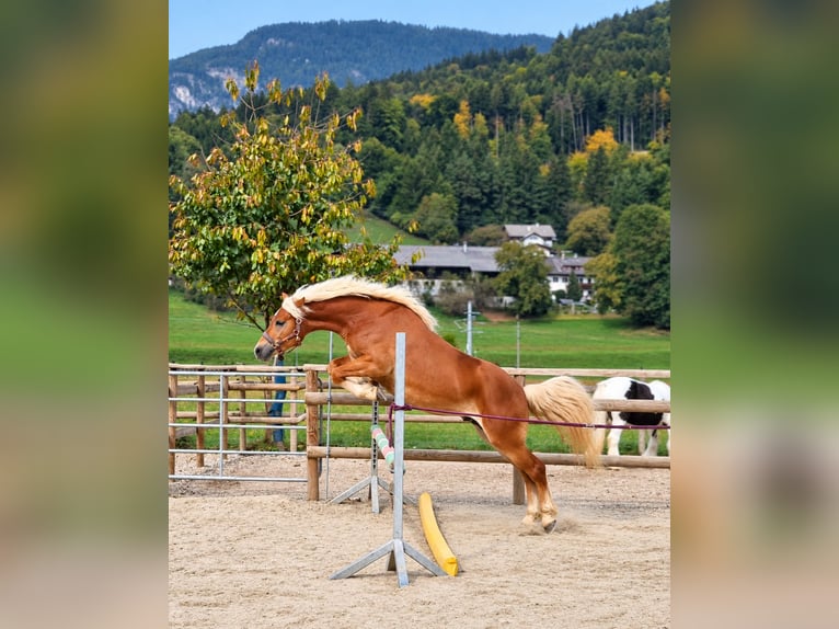 Haflinger Hongre 2 Ans 153 cm Alezan in Gummern