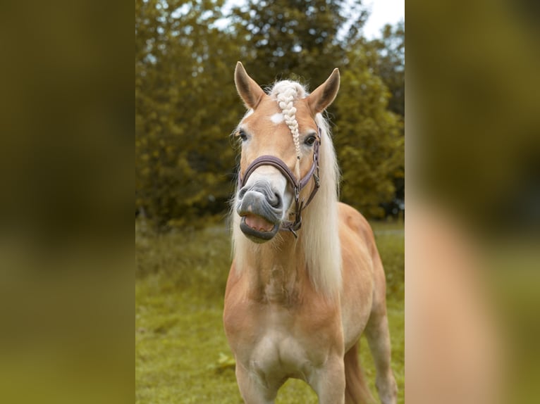 Haflinger Hongre 2 Ans 155 cm in Castrop-Rauxel