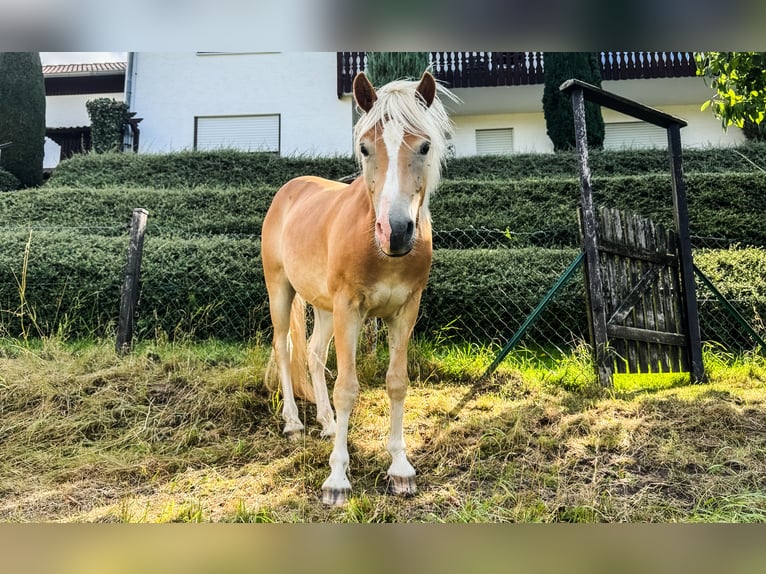 Haflinger Hongre 2 Ans Alezan in Fritzlar