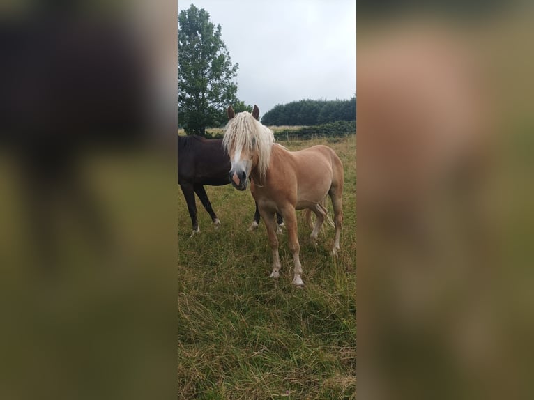 Haflinger Hongre 2 Ans Alezan in Olsberg