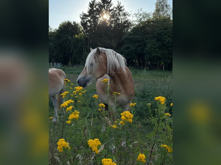 Haflinger Hongre 2 Ans Alezan in Schönewörde