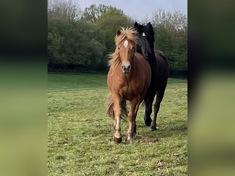 Haflinger Croisé Hongre 2 Ans in Hardegsen