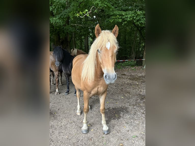 Haflinger Croisé Hongre 2 Ans in Hardegsen