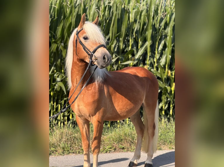 Haflinger Hongre 3 Ans 130 cm Alezan in Bürs
