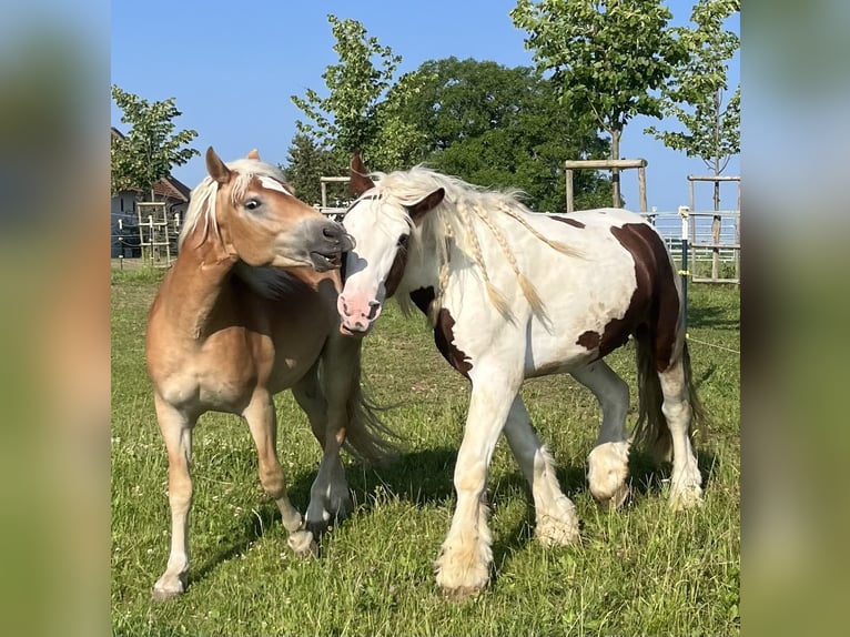 Haflinger Hongre 3 Ans 140 cm Alezan in Sierning
