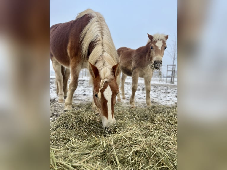 Haflinger Hongre 3 Ans 140 cm Alezan in Sierning