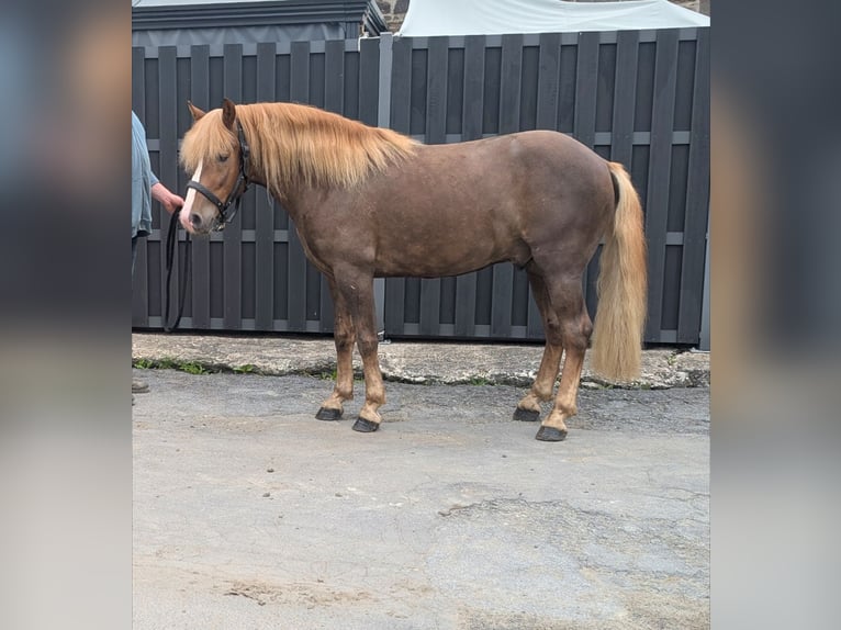 Haflinger Croisé Hongre 3 Ans 143 cm Alezan brûlé in Morsbach