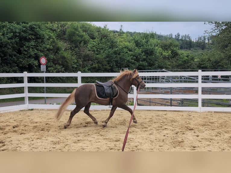 Haflinger Croisé Hongre 3 Ans 143 cm Alezan brûlé in Morsbach