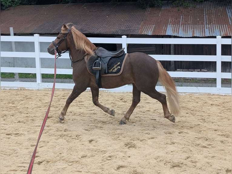Haflinger Croisé Hongre 3 Ans 143 cm Alezan brûlé in Morsbach