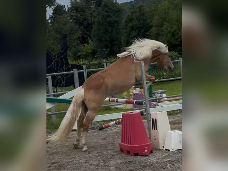 Haflinger Hongre 3 Ans 143 cm Palomino in Boccaleone