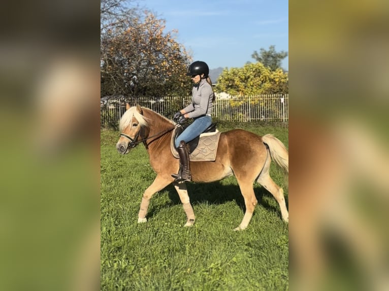 Haflinger Hongre 3 Ans 143 cm Palomino in Boccaleone