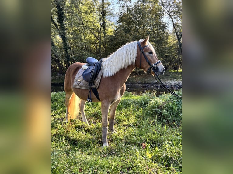 Haflinger Hongre 3 Ans 143 cm Palomino in Boccaleone