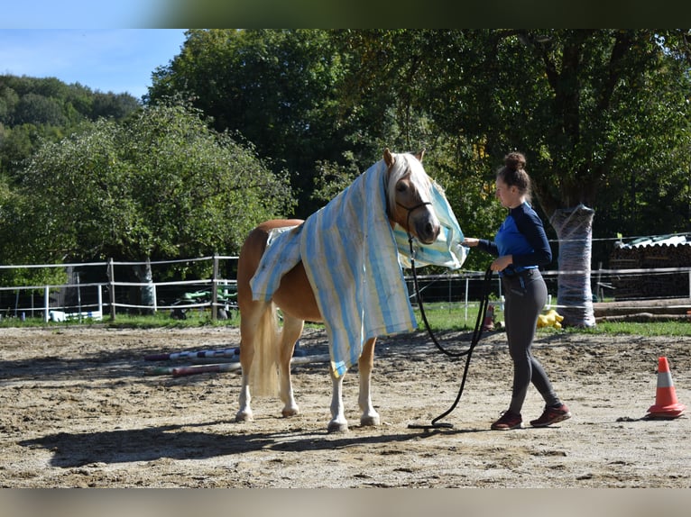 Haflinger Hongre 3 Ans 144 cm Alezan in Waldzell